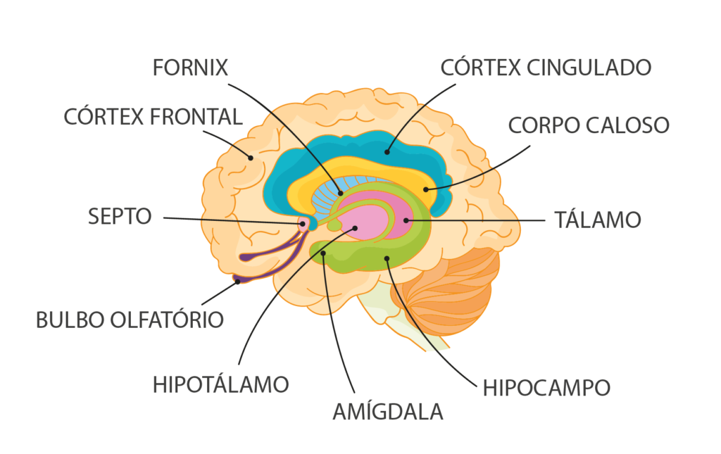 Sistema límbico