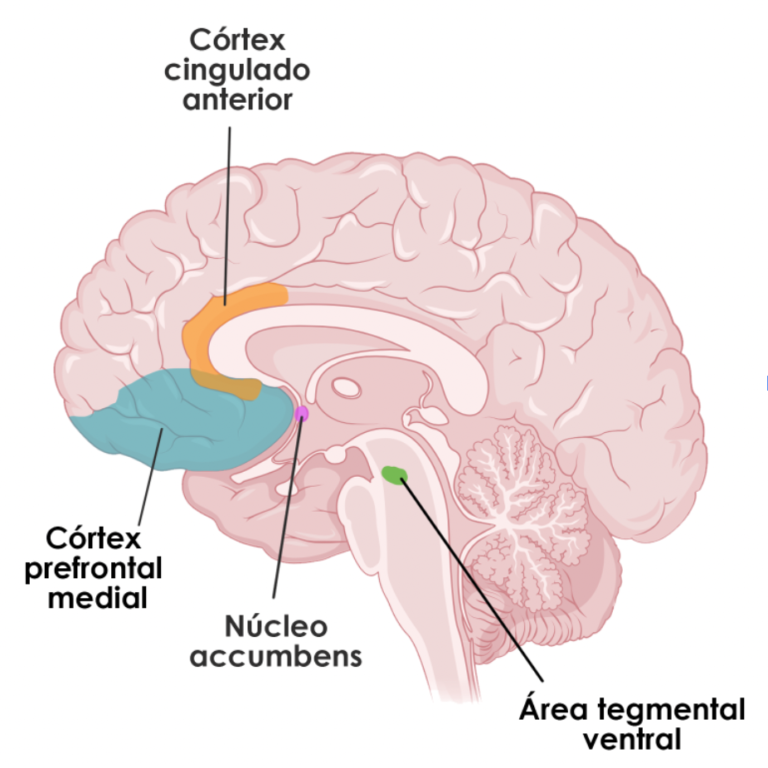 Núcleo Accumbens - Neuro-Class-com